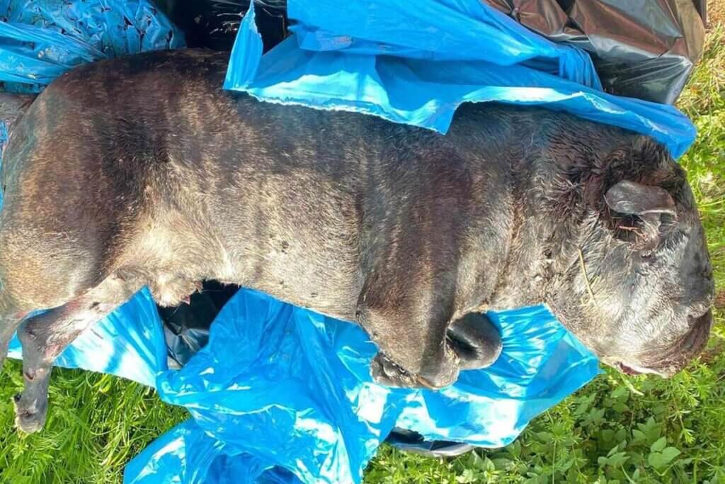 Ertraenkter Hund