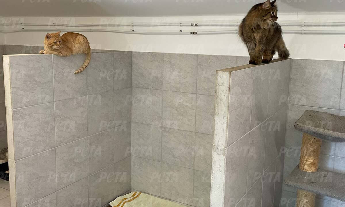 Gerettete Katzen aus der Ukraine