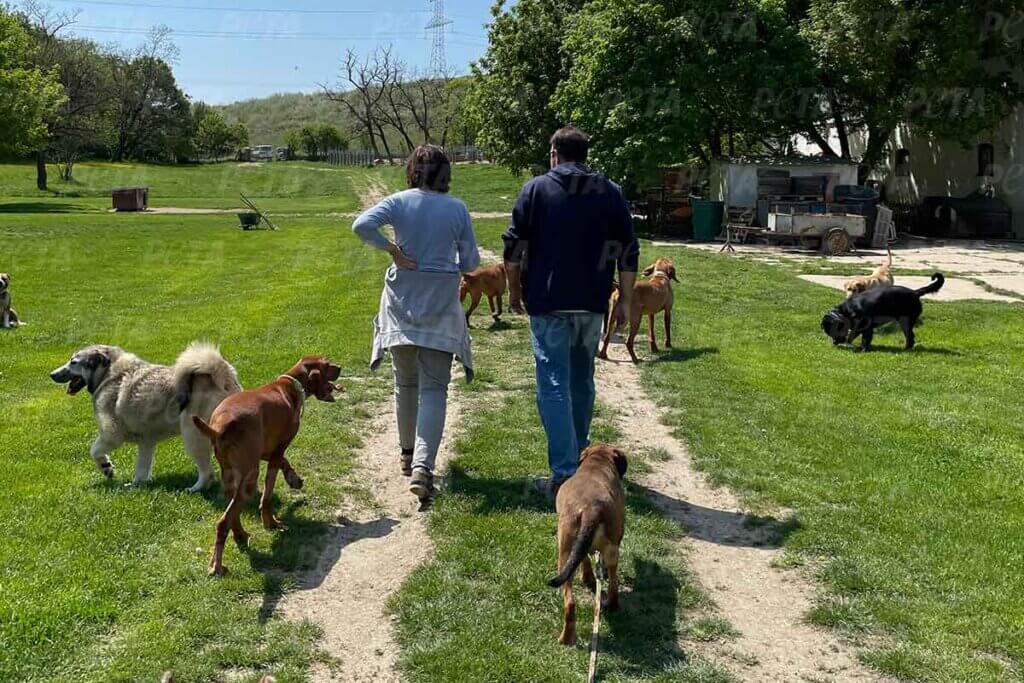 Gerettete Hunde aus der Ukraine