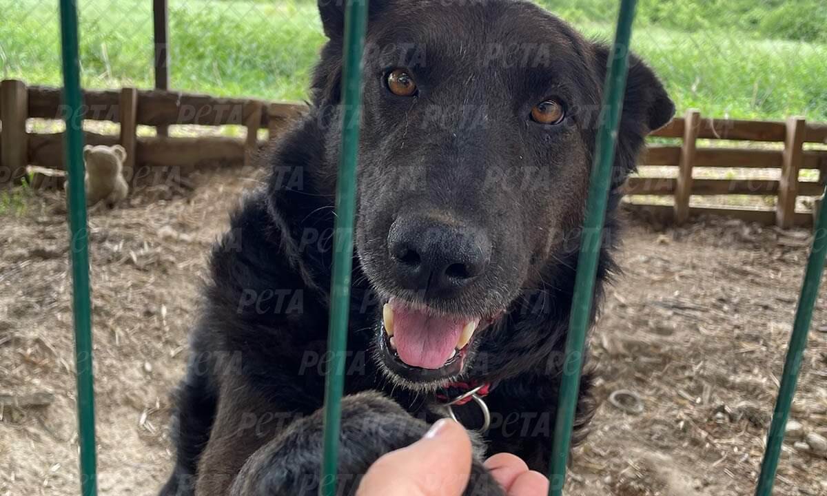 Geretteter Hund aus der Ukraine haelt Hand