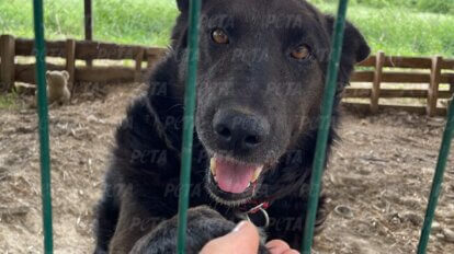 Geretteter Hund aus der Ukraine haelt Hand