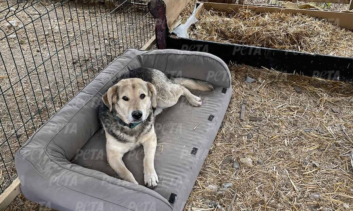 Geretteter Hund aus der Ukraine liegt auf einem Sofa