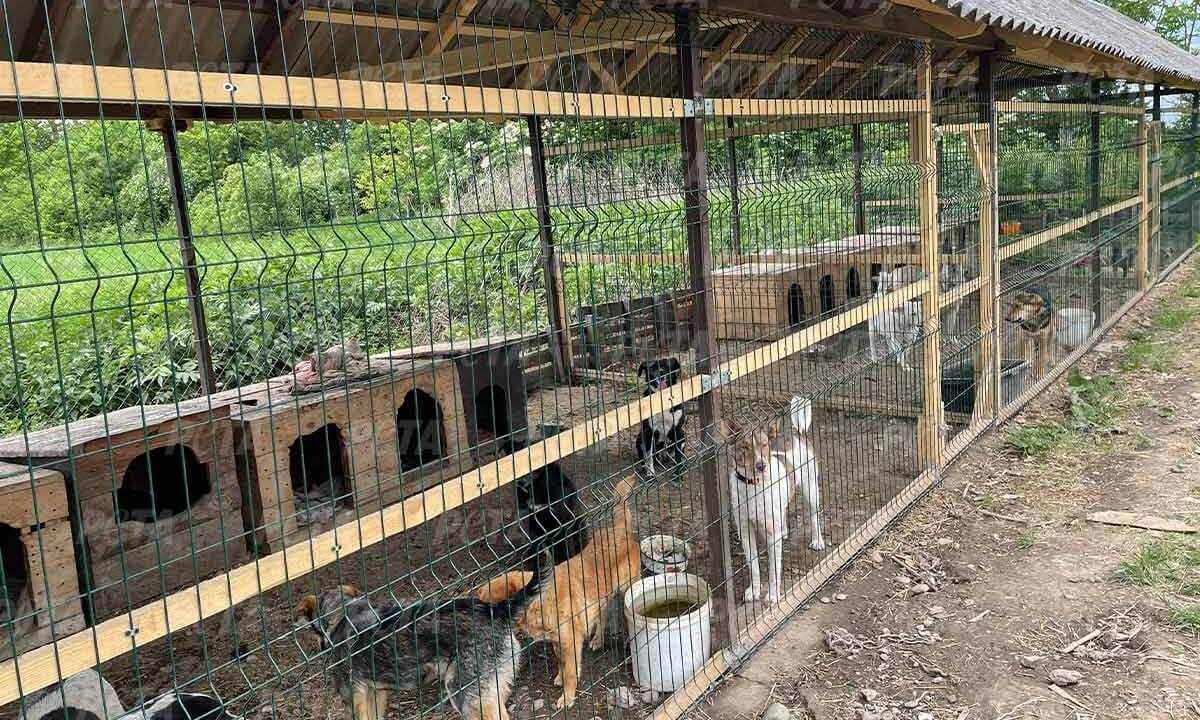 Gerettete Hunde aus der Ukraine