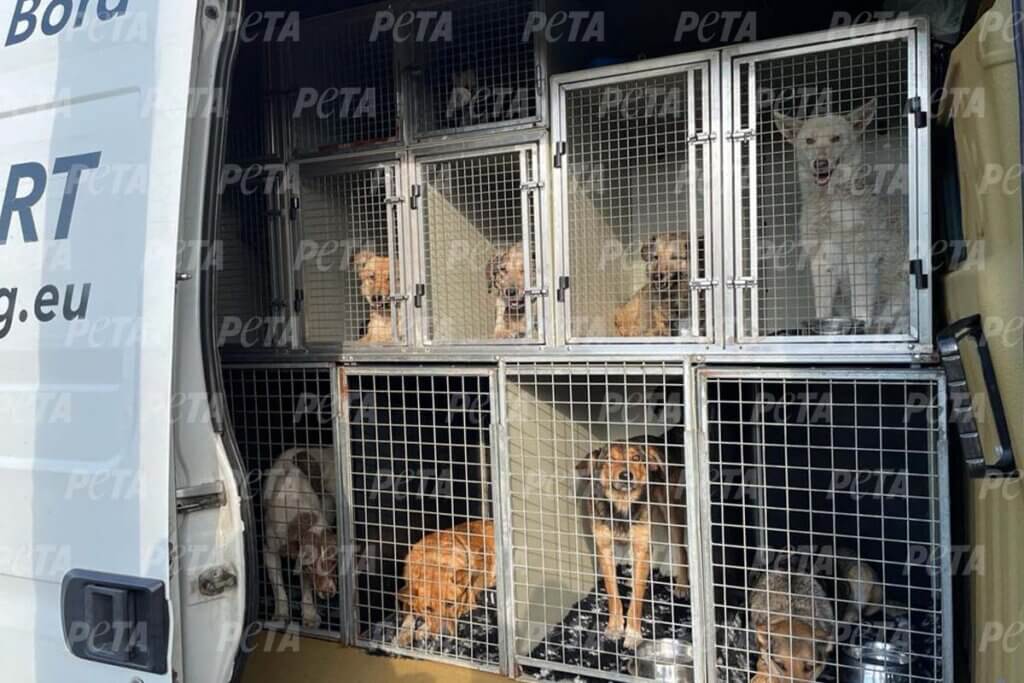 hunde im transporter ukraine