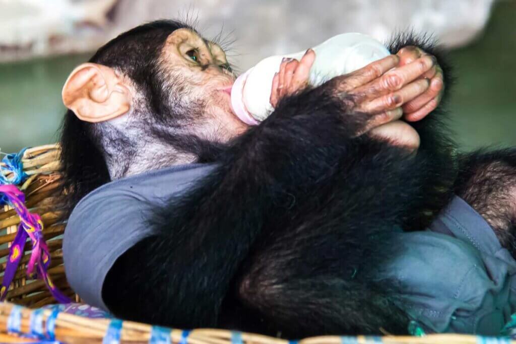 Schimpansenbaby trinkt aus einer Nuckelflasche