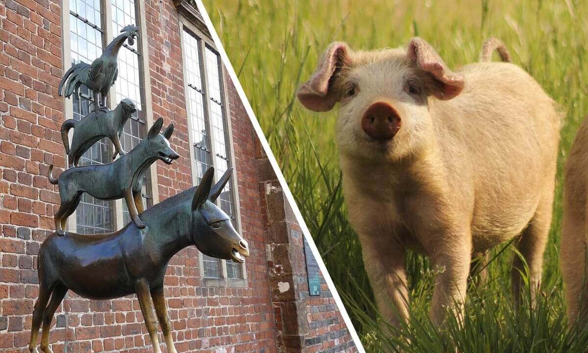 Collage. Bremen Stadt und Schwein