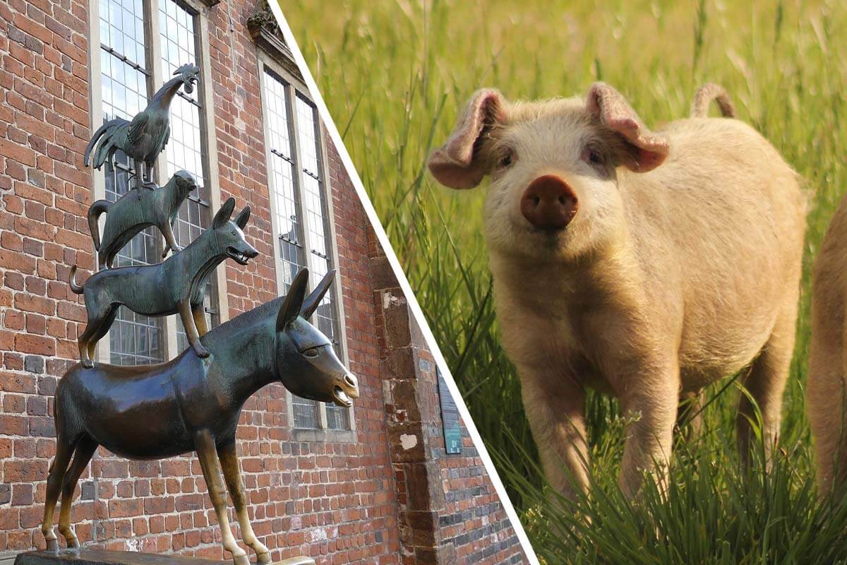 Collage. Bremen Stadt und Schwein