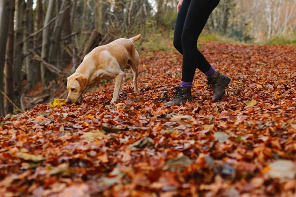 Hund schnueffelt im Herbstlaub