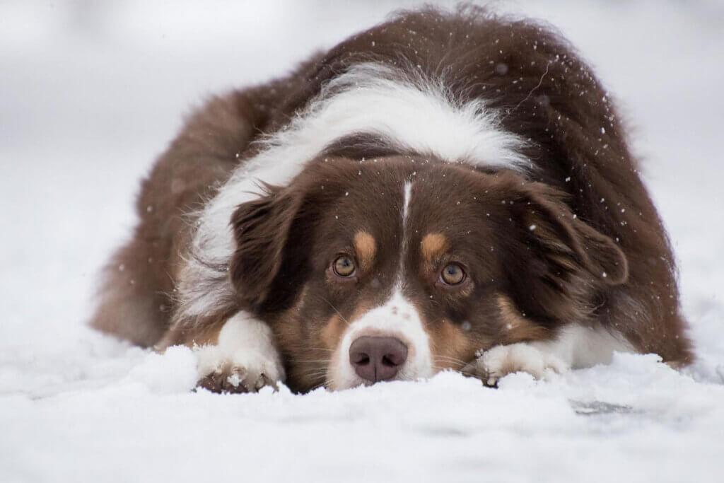 Hund liegt im Schnee