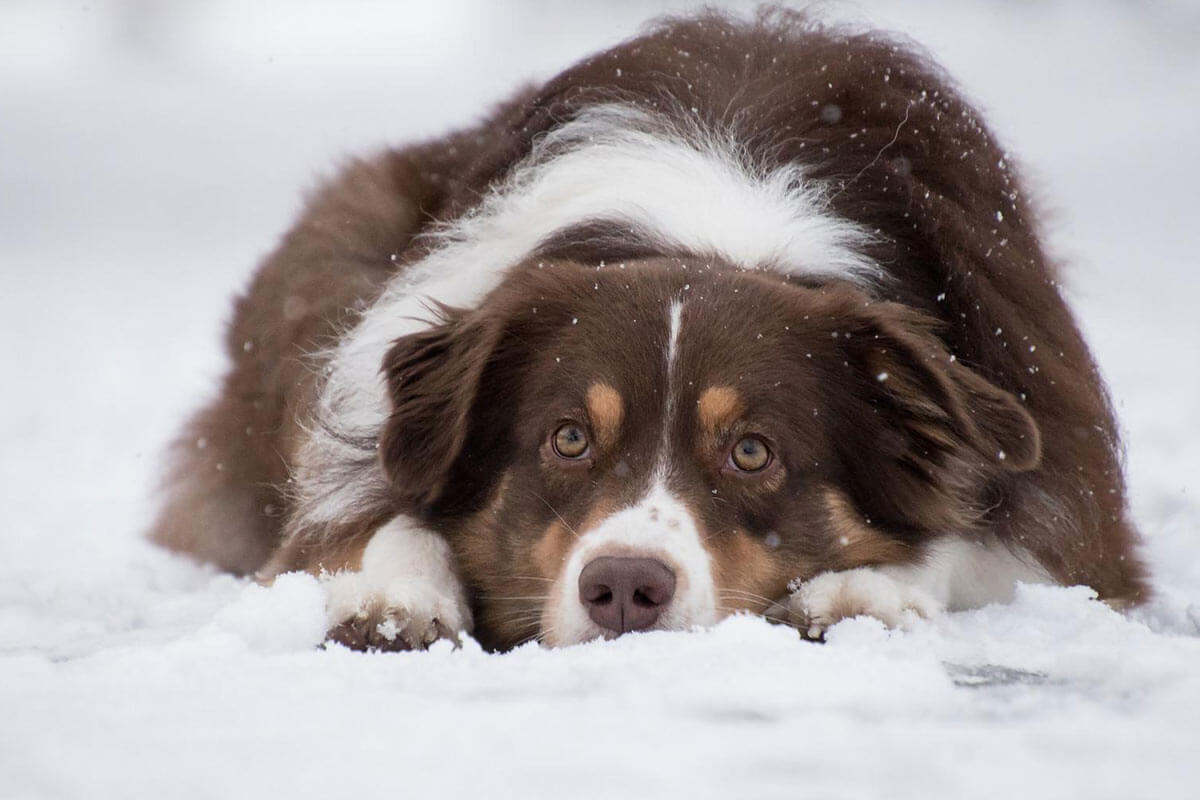 Pfotenschutz & Pfotenpflege für Hunde im Winter: die 5 besten Tipps