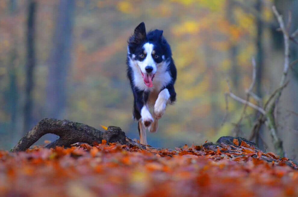 Hund laeuft durch Herbstlaub