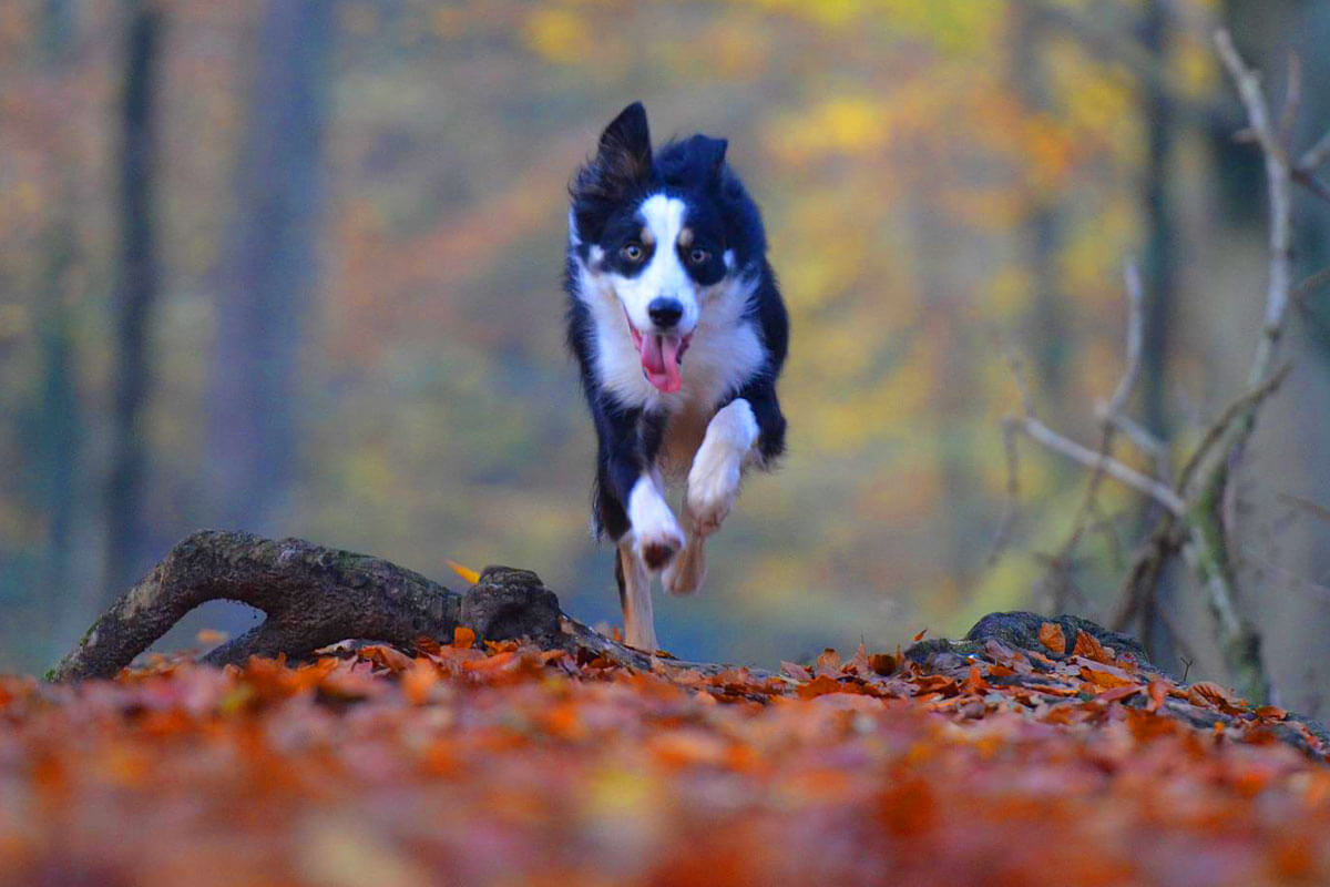 Hunde im Herbst: 8 Tipps für glückliche und gesunde Vierbeiner