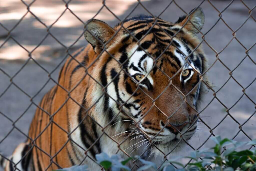 Tiger hinter einem Gitterzaun