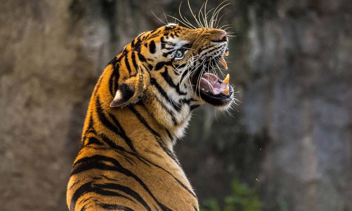 Tiger bruellt