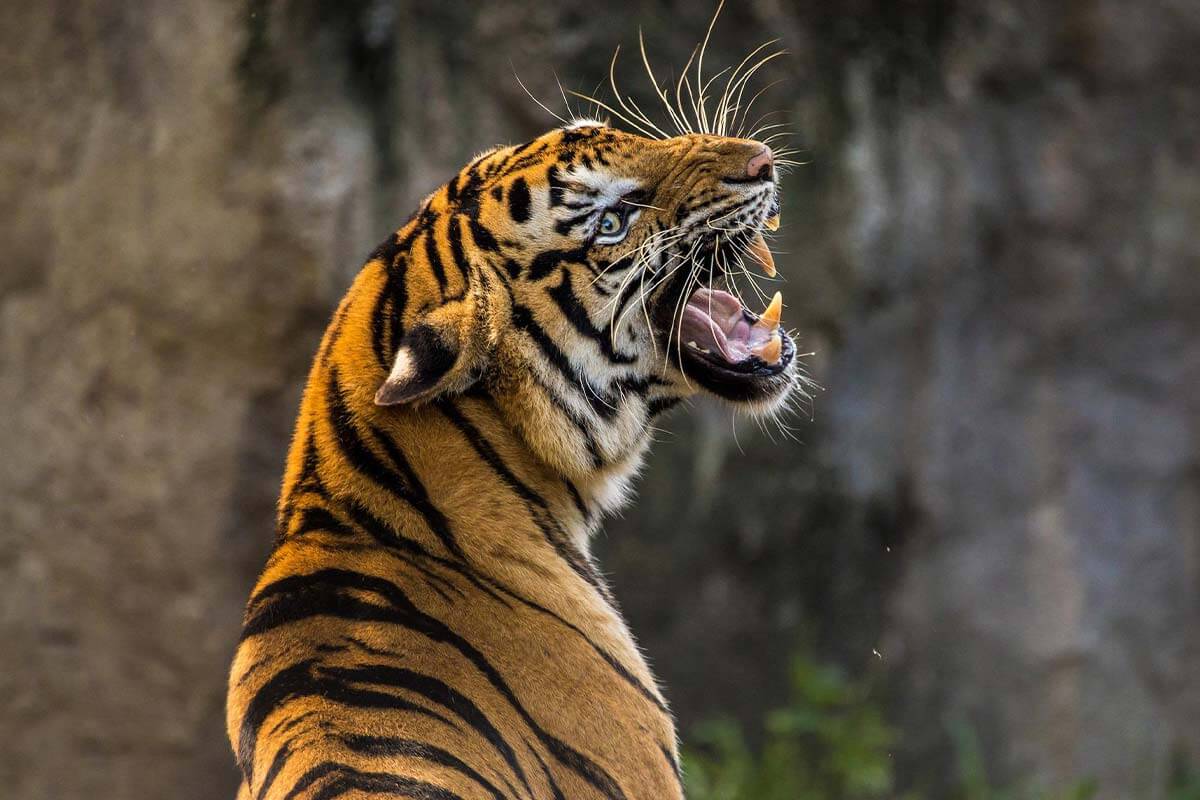 Tiger bruellt