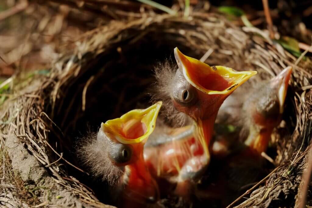 Vogelkueken im Nest