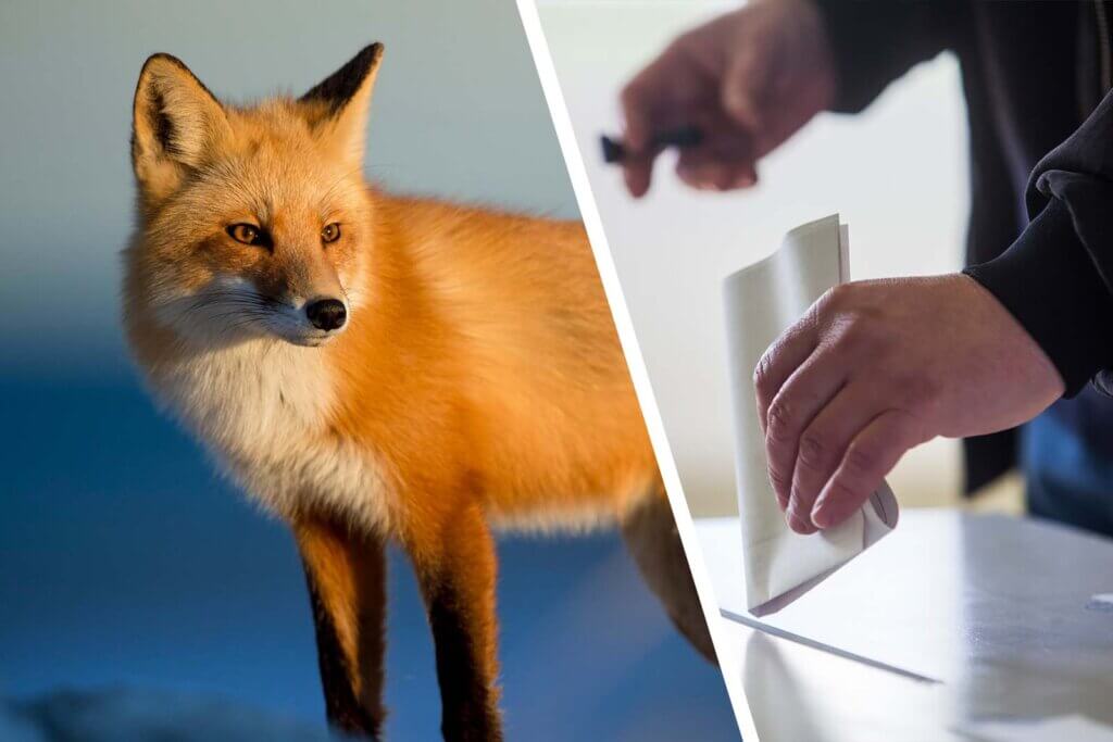 Collage. Fuchs und Wahlurne