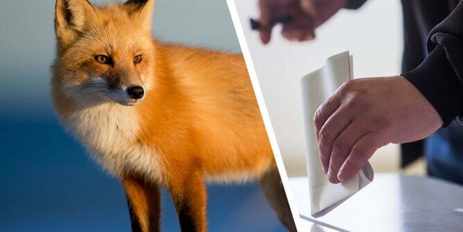 Collage. Fuchs und Wahlurne