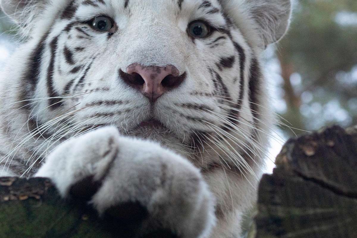 Weiße Tiger und Löwen: Qualzuchten in Zoo und Zirkus