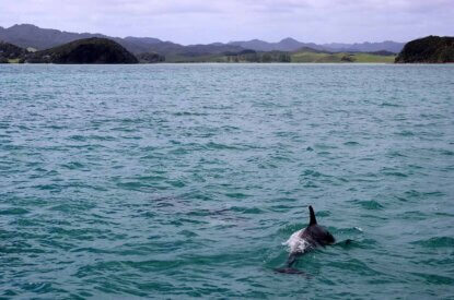 delfin im meer