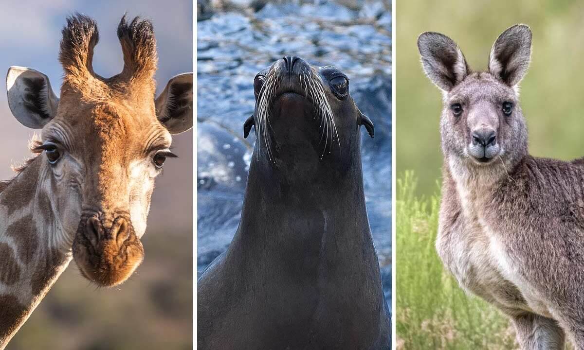Collage. Giraffe, Seelowe und Kaenguru