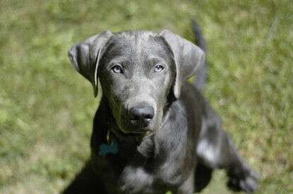 silber labrador