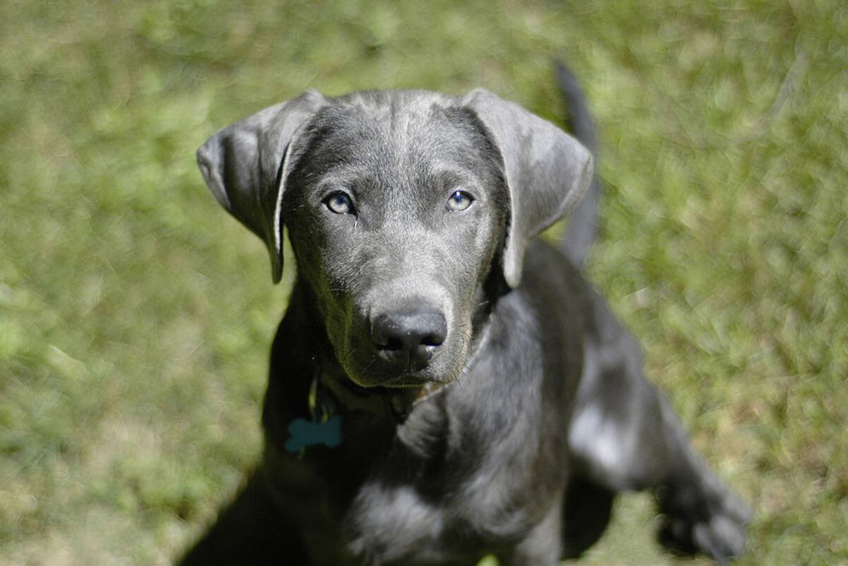 Labrador mit silbernem Fell: Infos zur Zucht von „Silver Labs“