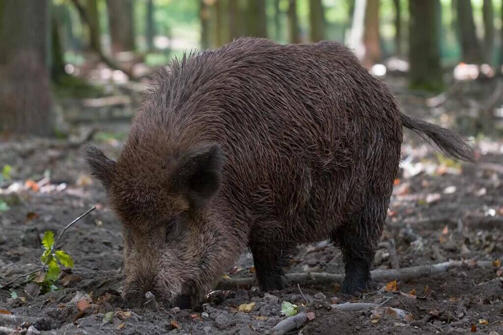 wildschwein