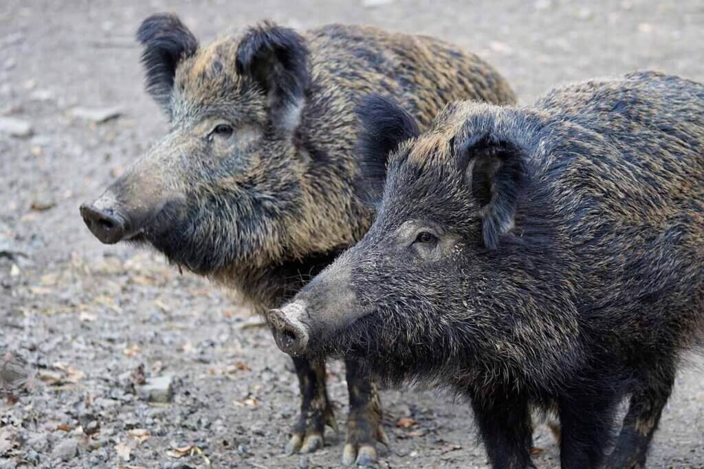 wildschweine