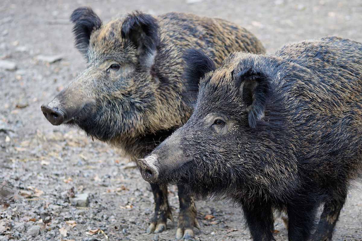 Das Wildschwein – 10 faszinierende Fakten über Wildschweine
