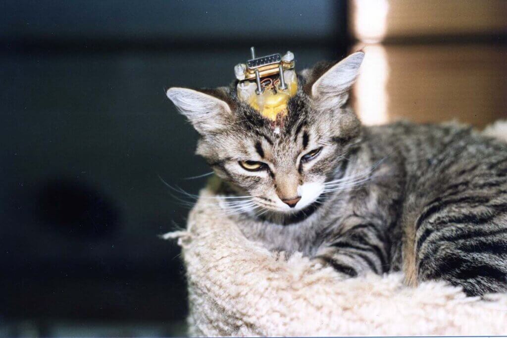 katze im tierversuch