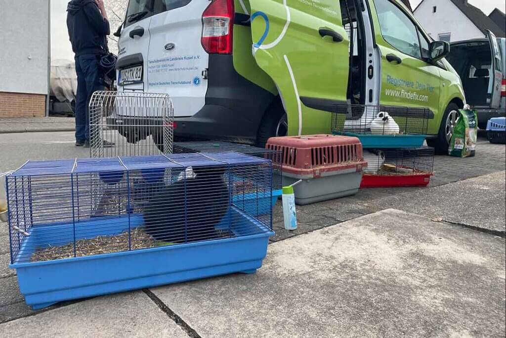 kaninchen in transportboxen