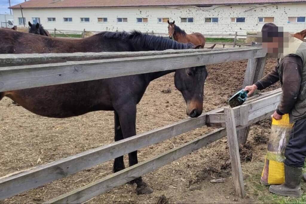 pferd wird gefuettert