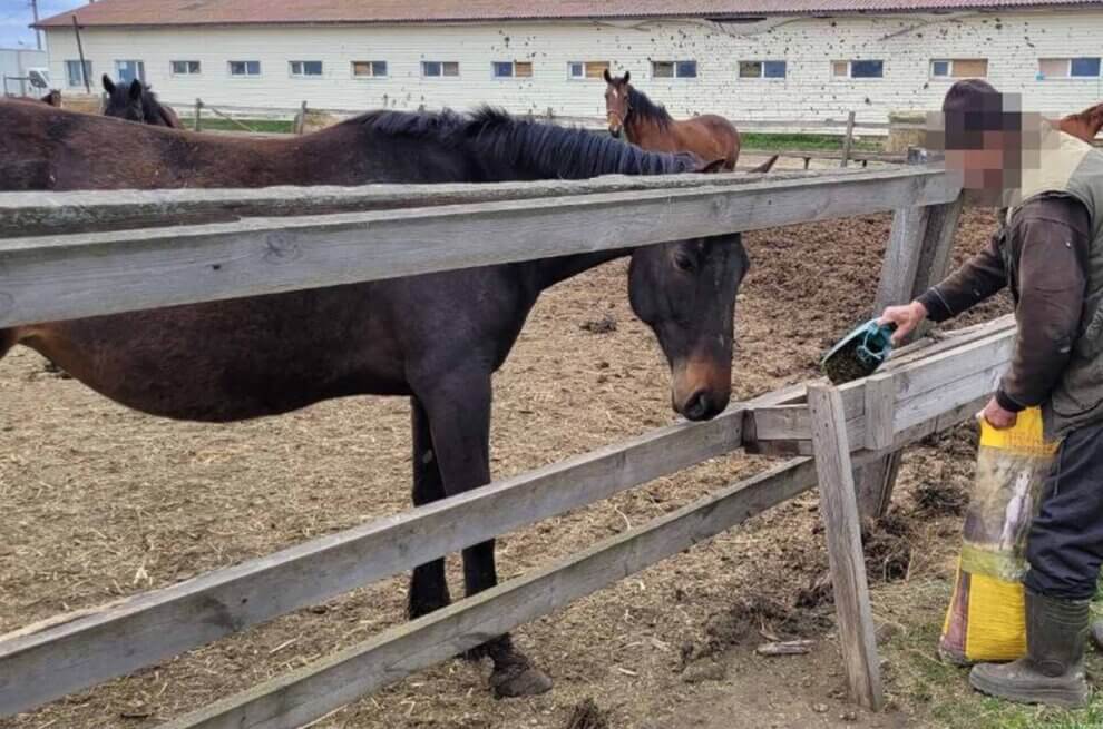 pferd wird gefuettert