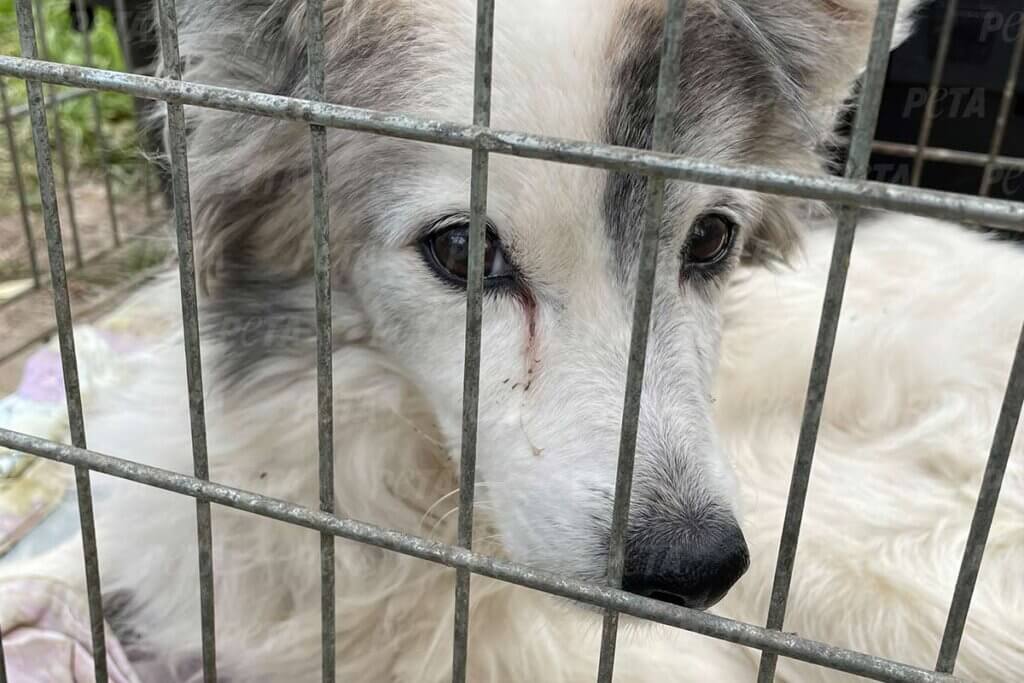 Geretteter Hund aus der Ukraine