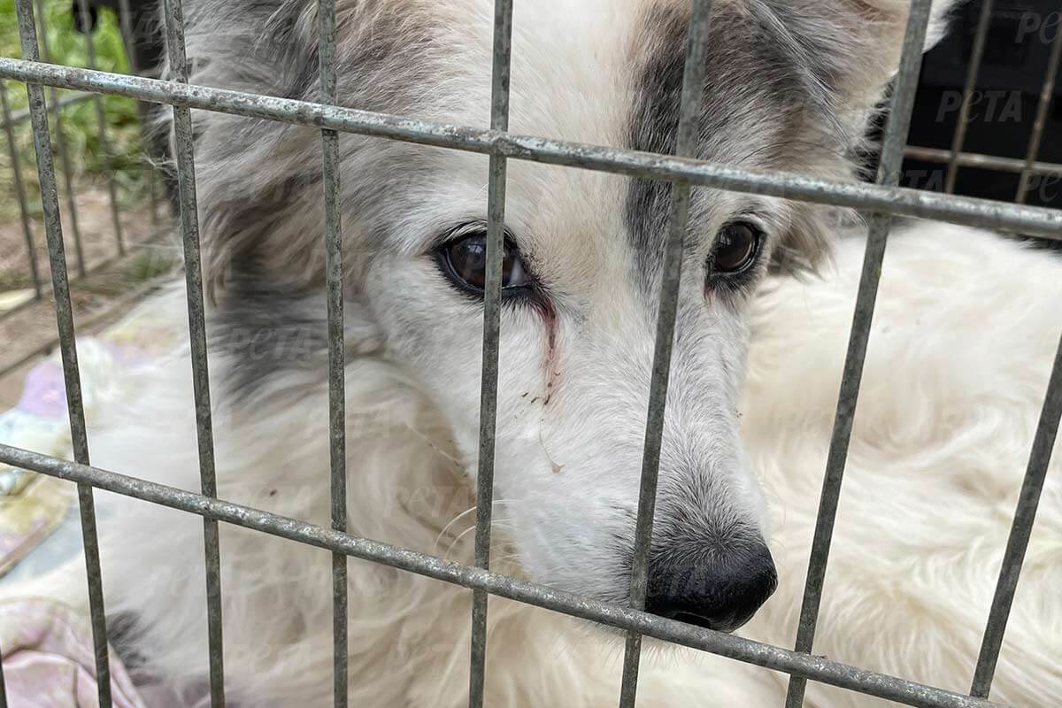 Einsatzbericht Ukraine: Hunde nach Luftalarm in Sicherheit