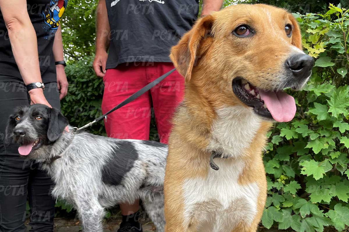 Gerettete Hunde aus der Ukraine