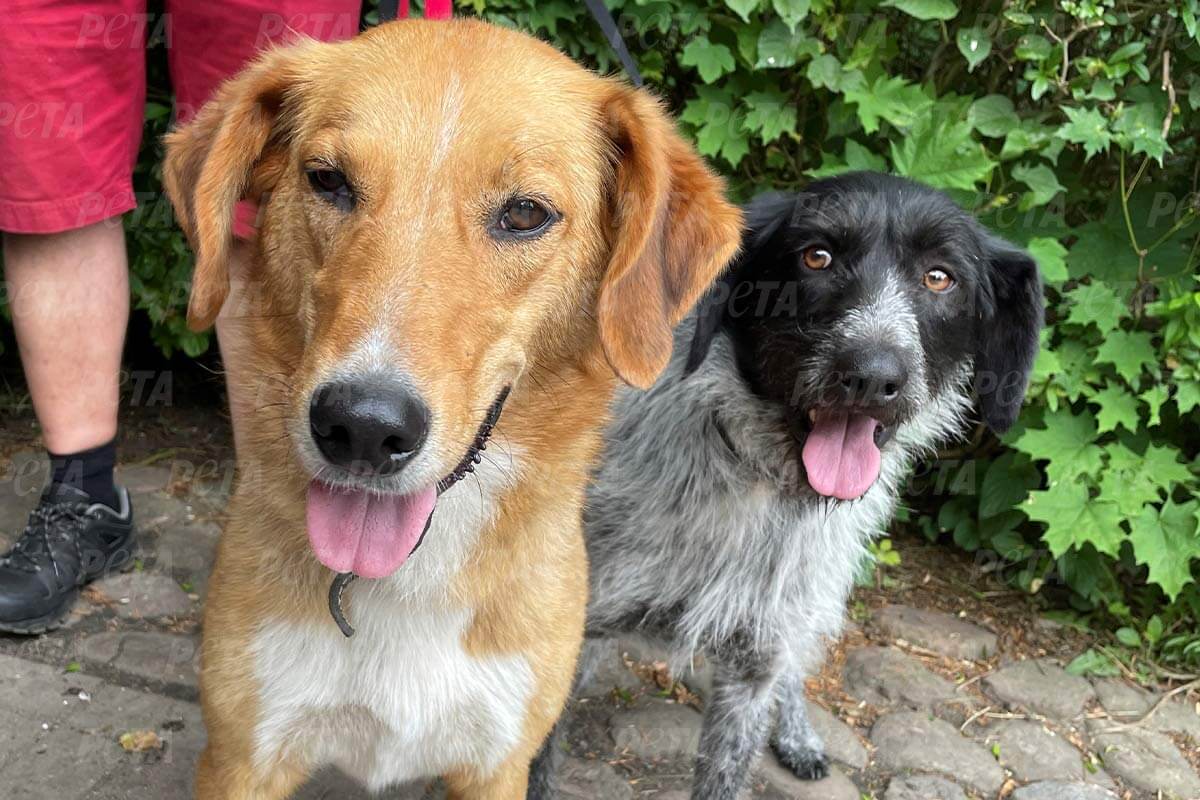 Rettung aus Ukraine: Neues Zuhause für Hunde Ruda & Misieck