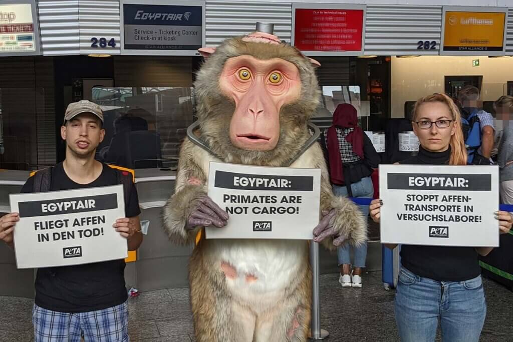 Demo gegen EgyptAir