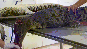 Der Videoausschnitt zeigt, wie einem Krokodil ein dünner Metallstab in einen Schnitt am Hals geschoben wird. Das Krokodil lebt noch.