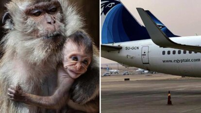 Egypt Air transportiert Affen