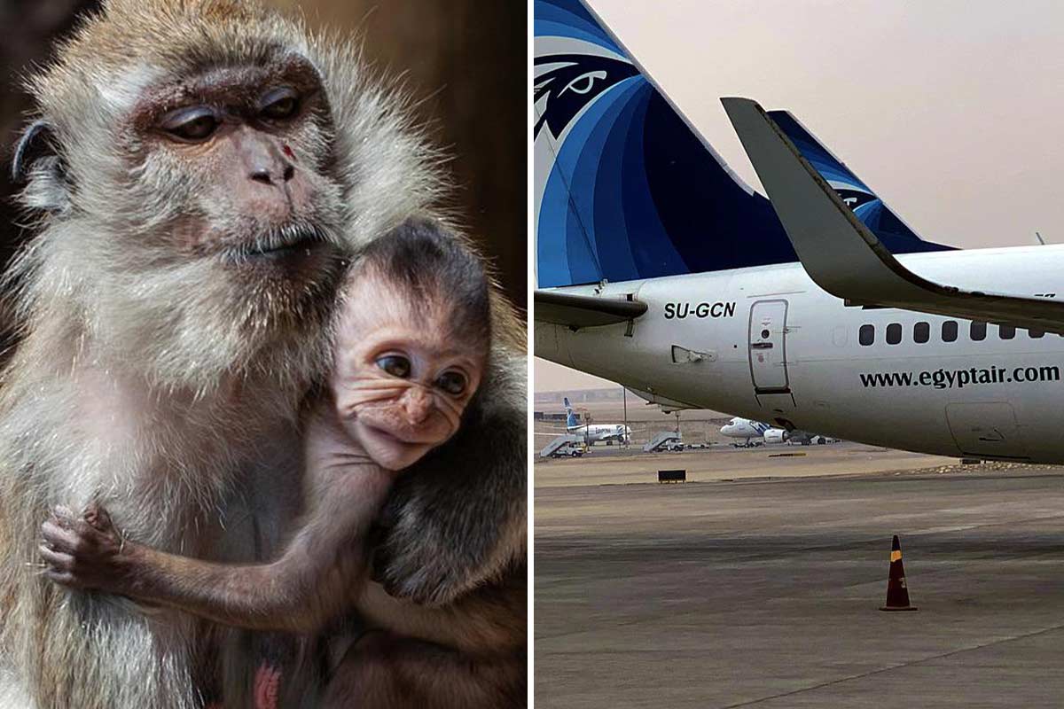 EgyptAir fliegt wieder Affen in den Tod: Helfen Sie jetzt, das Leid dauerhaft zu beenden!