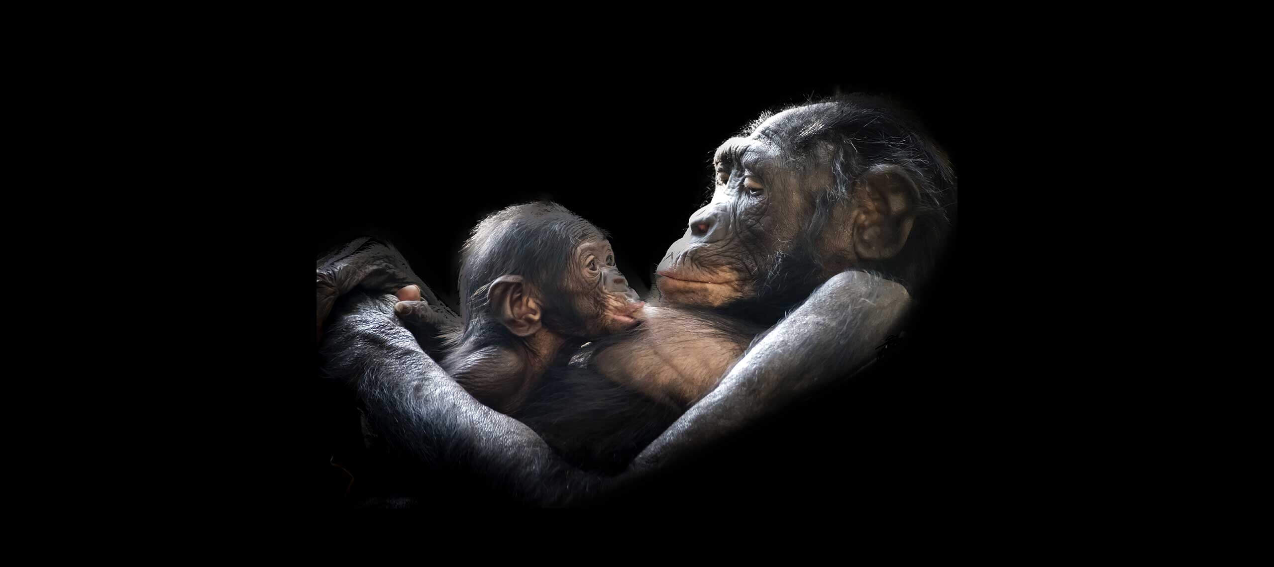 Affenbaby liegt auf dem Bauch der Mutter und trinkt an ihrer Brust