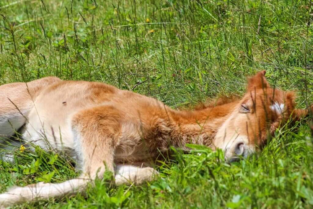 Pferd liegt im Gras