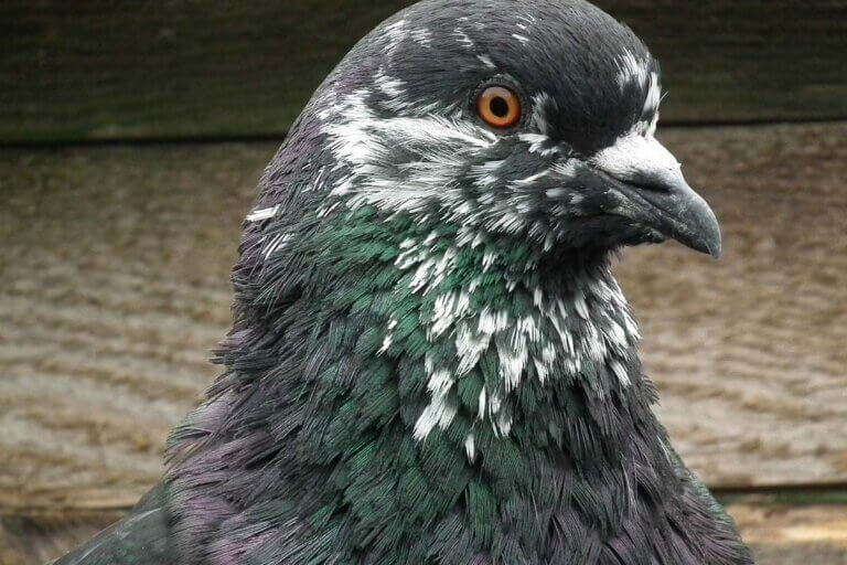 Taubennest auf dem Balkon Was tun? PETA