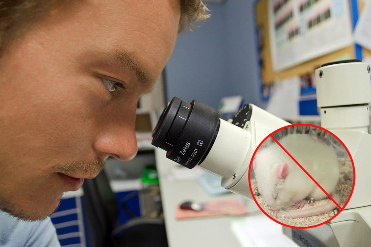 Tierversuche mit Pestiziden: Neue Alternative für Krebstests