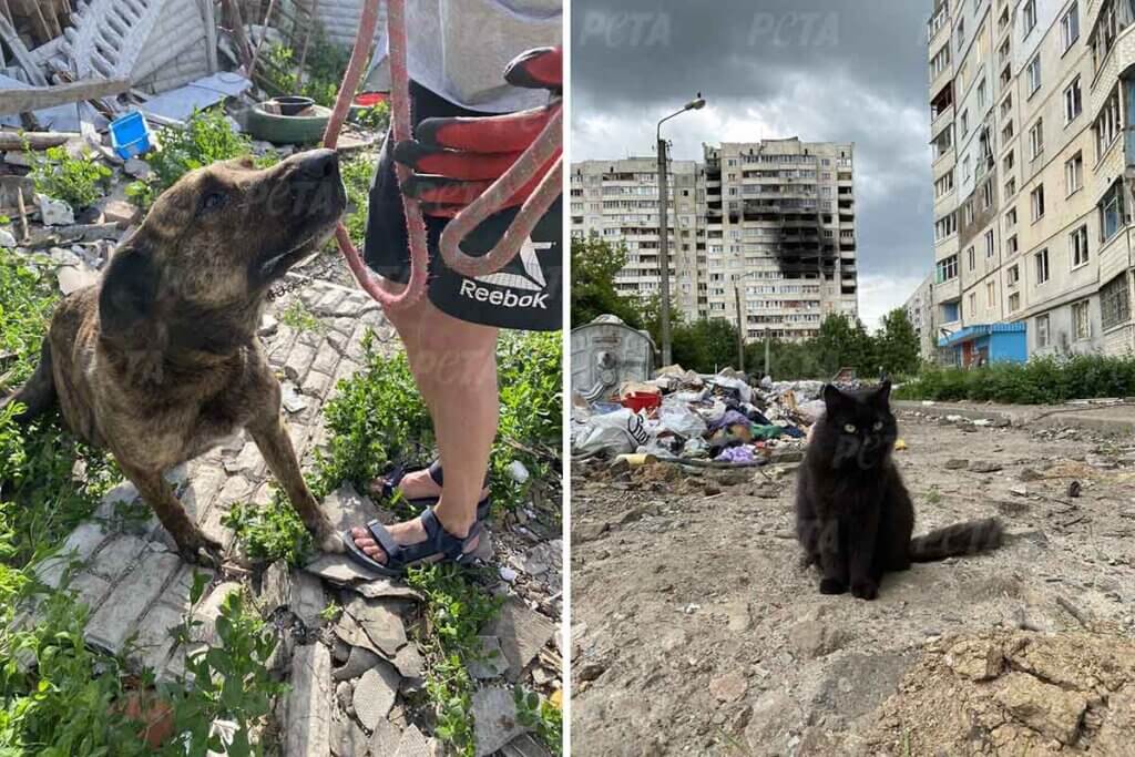 collage ukraine