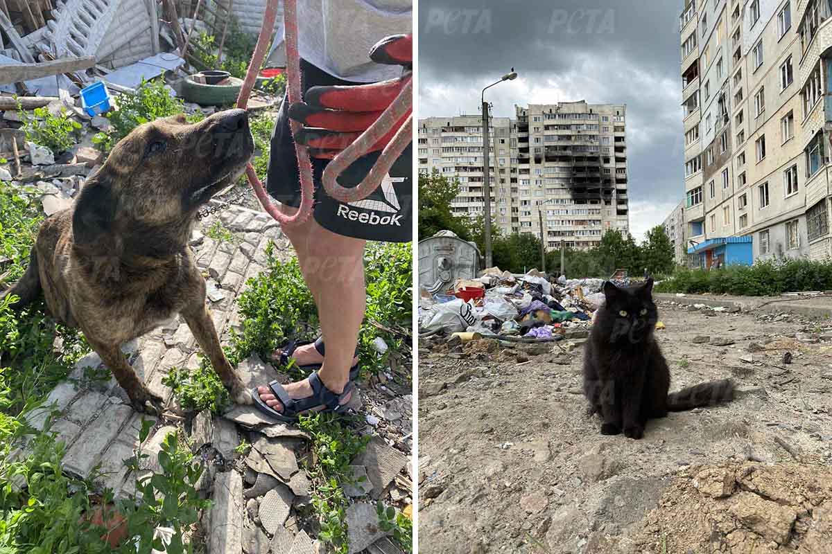 Charkiw: 10 Minuten, um Tiere zu retten – dann kommen die Bomben