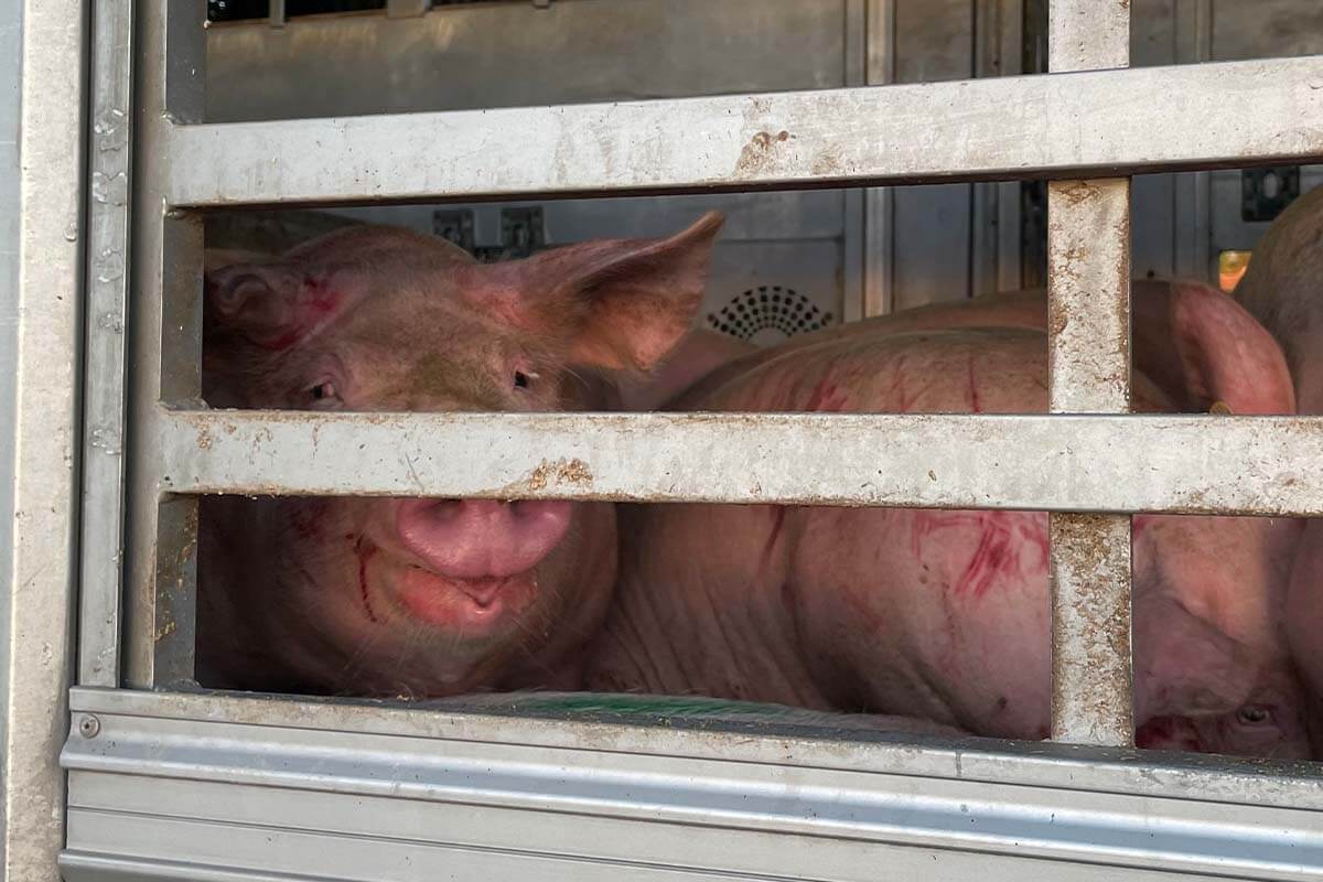 Strafanzeige: Verlassener Transporter mit verletzten Schweinen