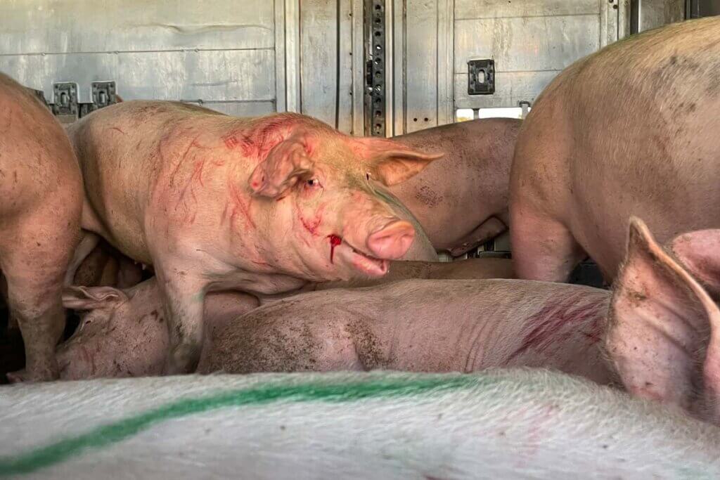 Schweine im Transporter